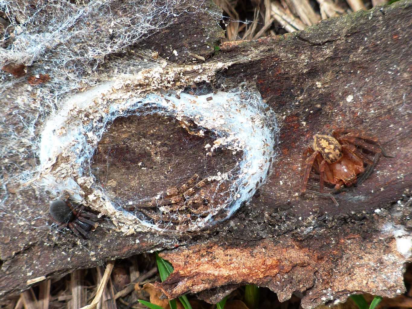 Le tre scimmie di Toshogu